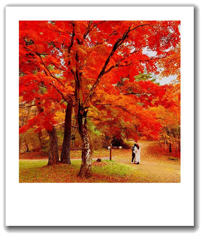 写真にエフェクトをかける